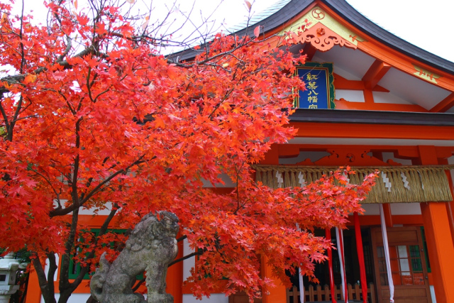 momijimatsuri1